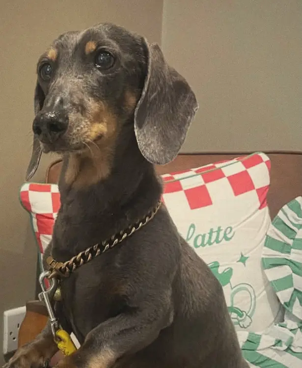 A dachshund sitting on a leather armchair inside the coffee shop
